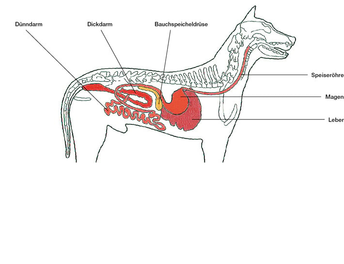 http://www.tackenberg.de/images/categories/Verdauung-des-Hundes.jpg