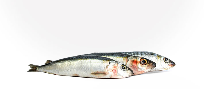 Sardinen 500 g