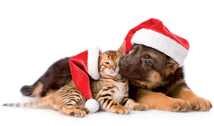 tipps für glückliche weihnachten mit hund  katze
