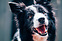 Produkt Bild Barf Starter-Set für erwachsene Hunde mit Rind, Lachs & Geflügel 5