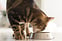 Produkt Bild Lamm-Lungenwürfel für Katzen, getrocknet 3
