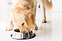 Produkt Bild Barf Menü für erwachsene Hunde mit Wellness 5