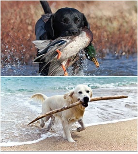 Apportierhund