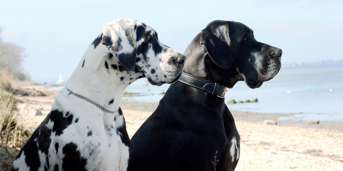 Die Deutsche Dogge im Rasseportrait