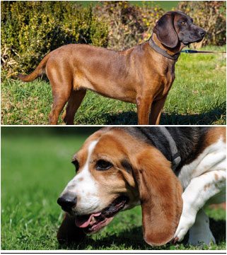 Schweisshund