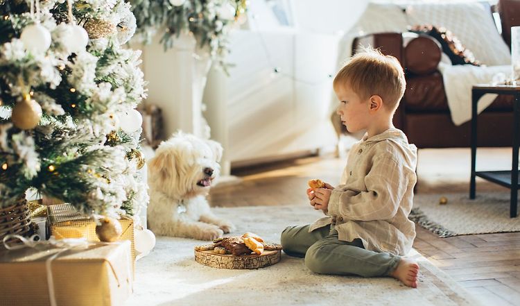Beschäftigung für Hunde zur Weihnachtszeit