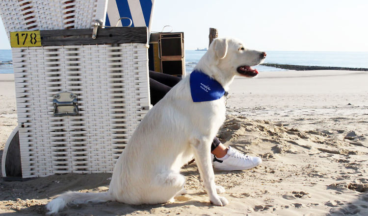 5 Lieblingsplätze mit Hund an der Nordseeküste