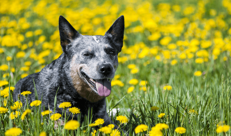 Der Australian Cattle Dog