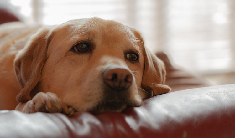 Demenz bei Hunden - Symptome & Anzeichen | TACKENBERG
