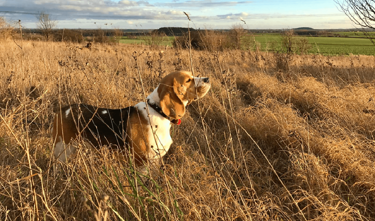 Der ideale Familienhund