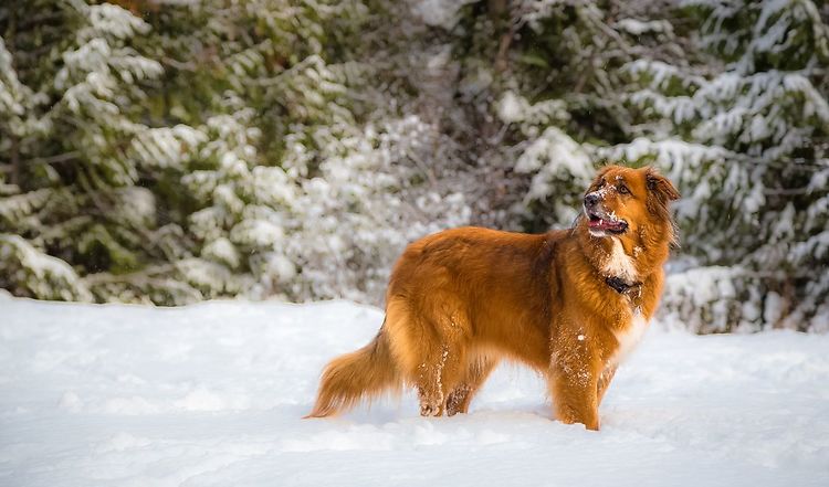 Bucket List für den Winter mit Hund