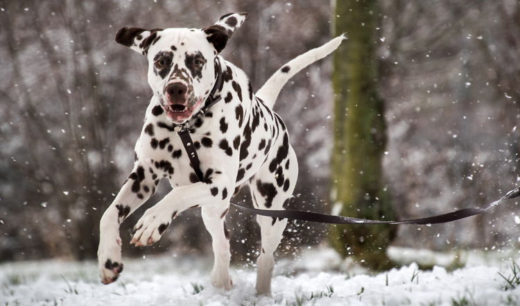 Eisige Winterzeit – so bleibt dein Hund gesund