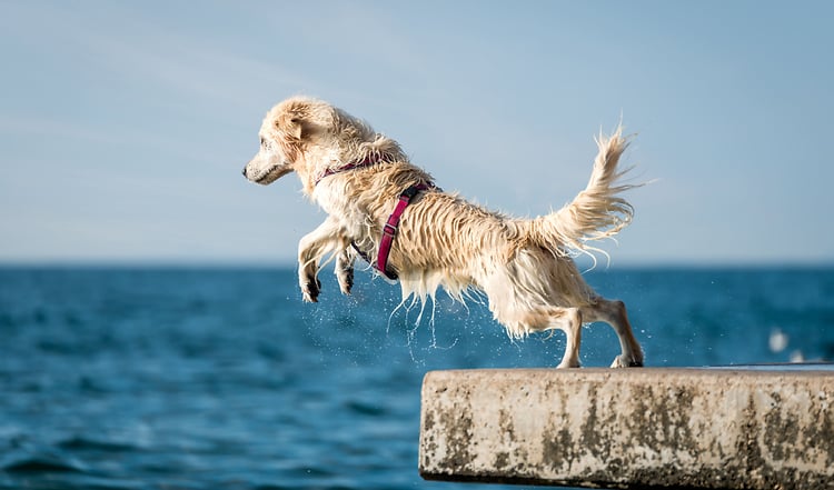 Ab ins Wasser!