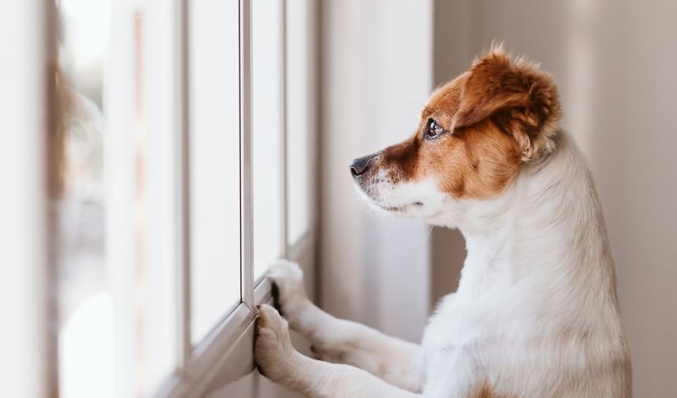 Territoriales Verhalten bei Hunden