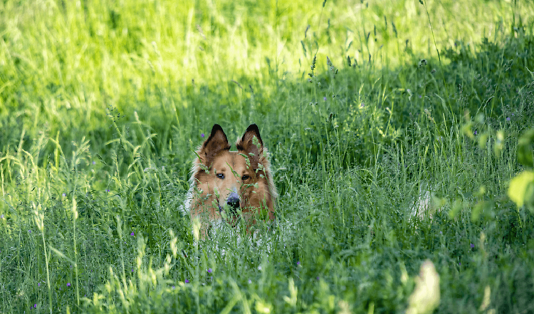 Heuschnupfen beim Hund