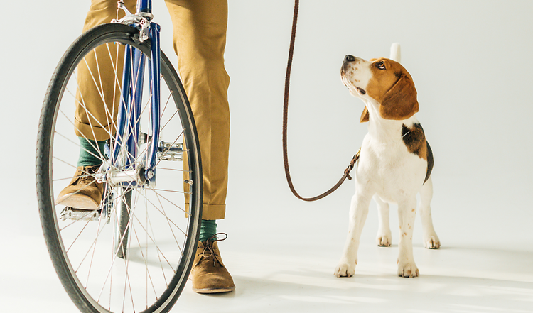 Wie versichere ich meinen Hund