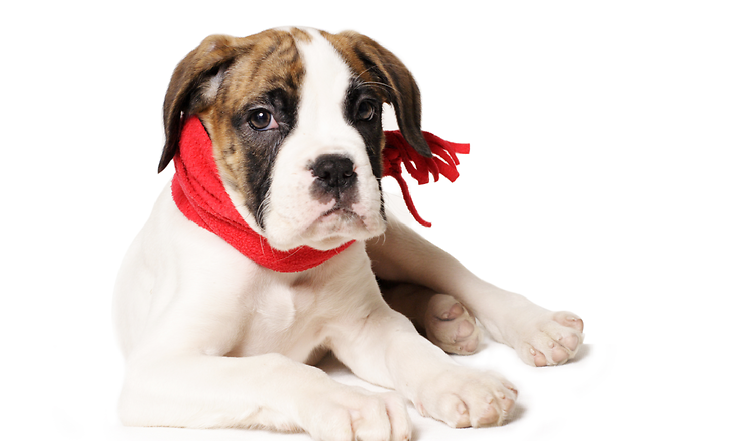 Husten beim Hund