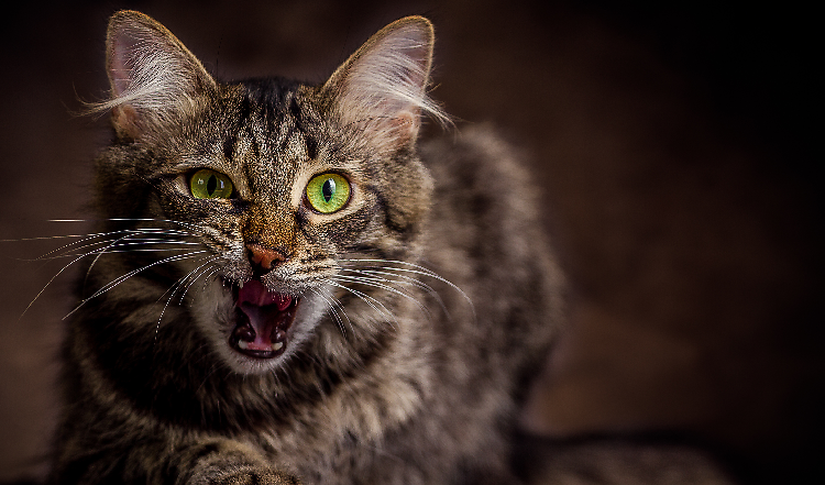 Warum haben Katzen eine raue Zunge? 