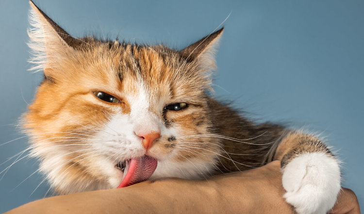 Warum putzen Katzen ihre Menschen?