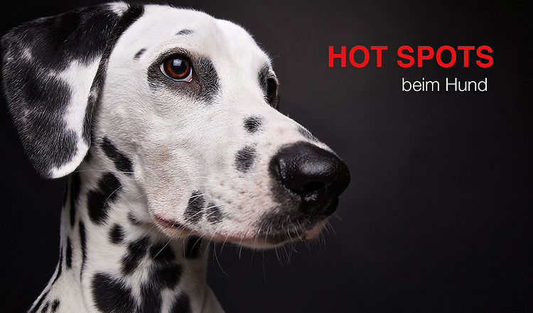Hot Spots bei Hunden 