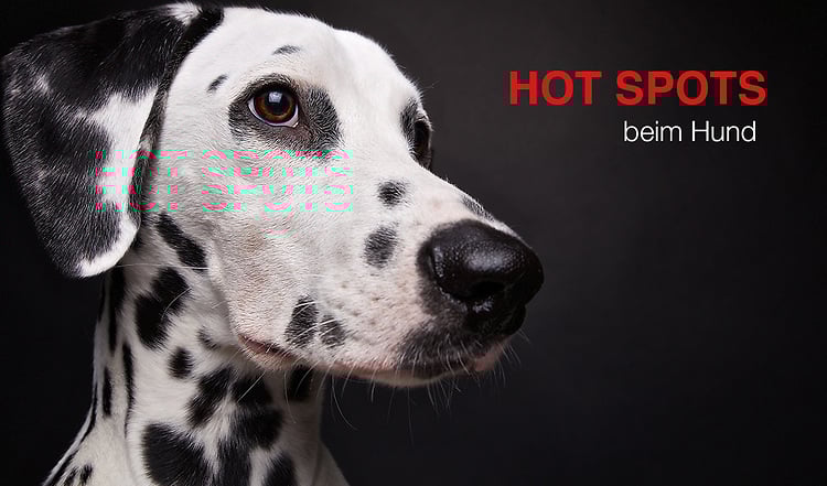 Hot Spots bei Hunden