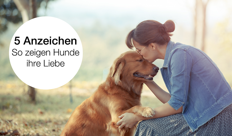 So zeigt dein Hund dir, dass er dich wirklich liebt.