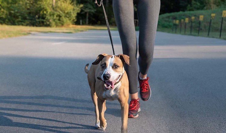 Trainingsübungen für Hund und Mensch