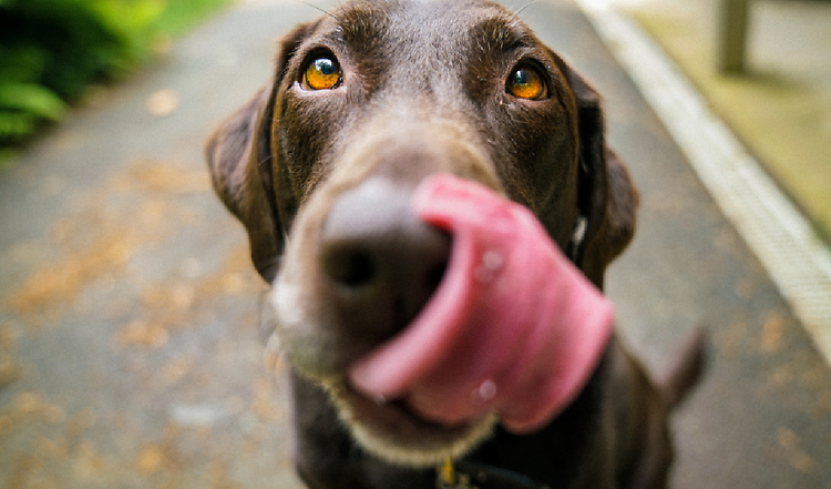 Was schmecken Hunde und Katzen?