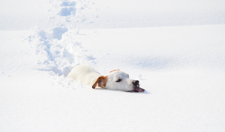 Schneegastritis beim Hund