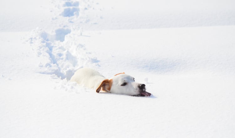 Schneegastritis beim Hund