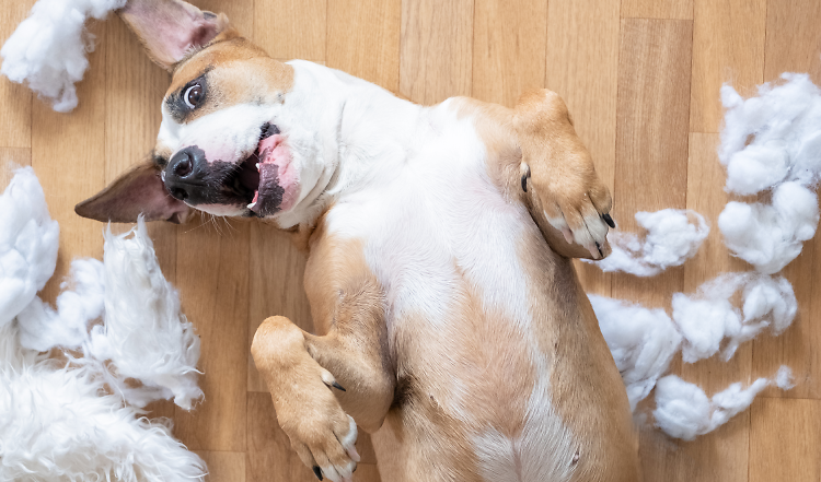 Vom Welpen zum Junghund: Pubertät beim Hund