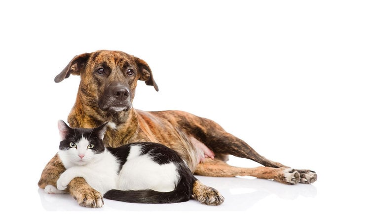 Arthrose bei Hund & Katze