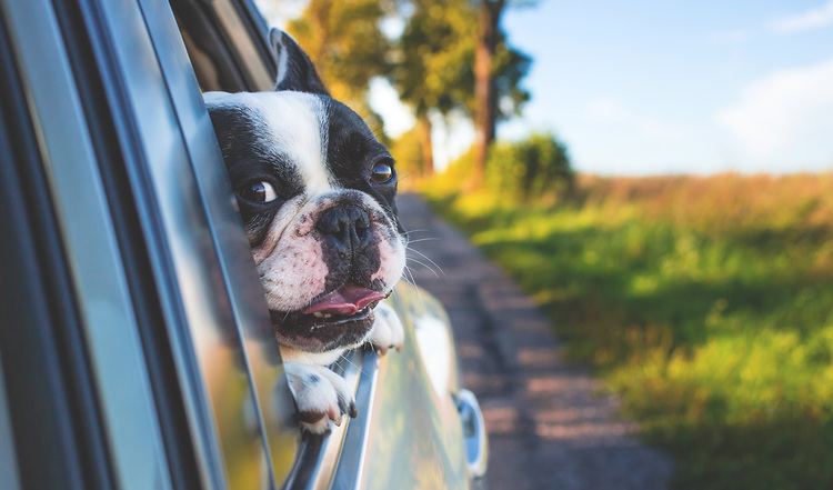 Reisekrankheit bei Hunden