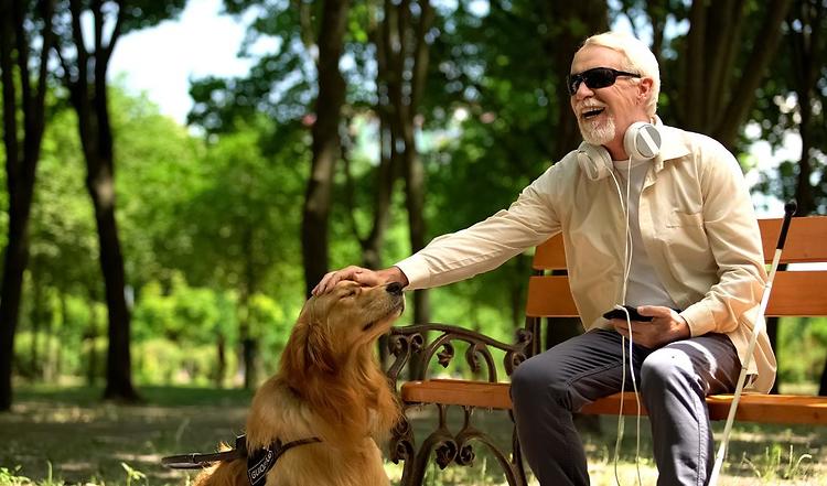 Der Blindenhund – Gebrauchshund