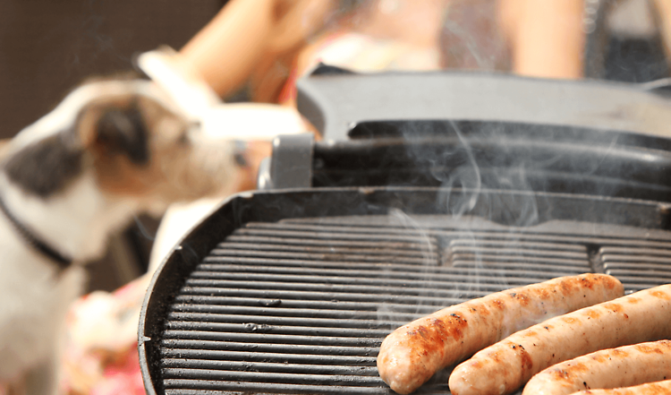 Dürfen Hunde Bratwurst fressen?