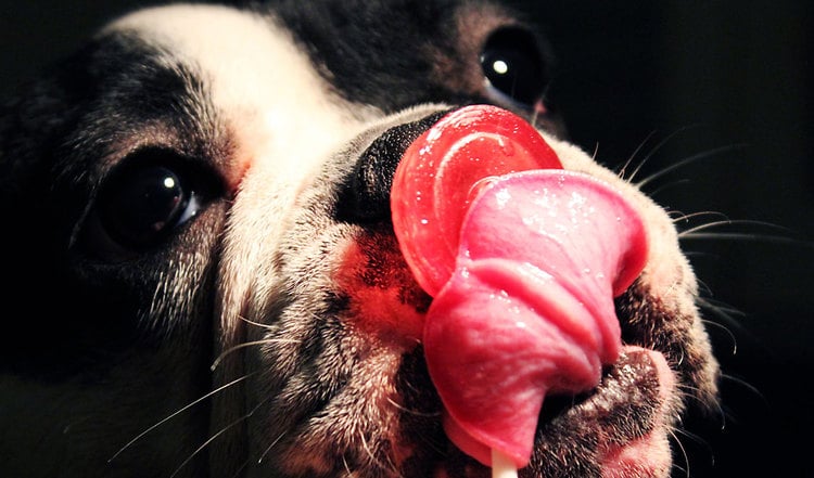 Zuckerschock – Diabetes beim Hund