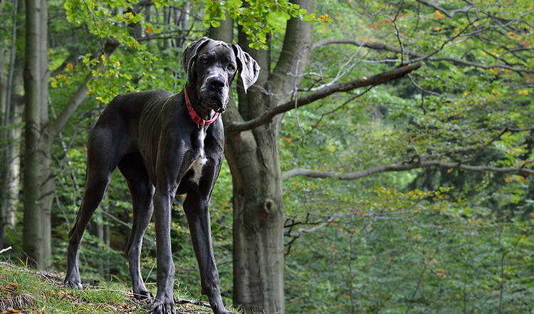 Gelenkerkrankung beim Hund