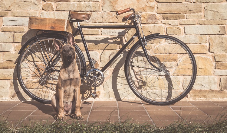 10 Tipps für eine entspannte Fahrradtour mit deinem Hund