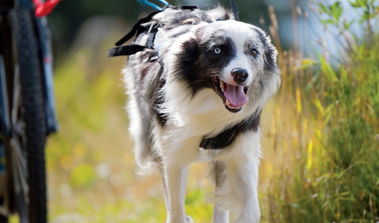 Fahrradfahren mit dem Hund