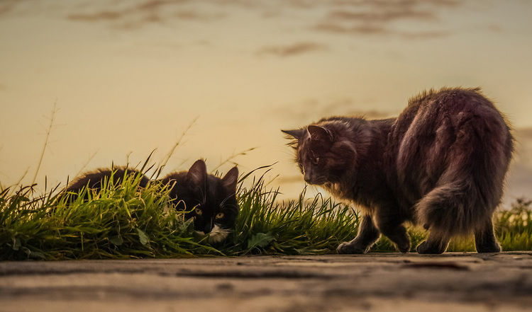 Welche Katze Ist Glücklicher Freigänger Vs Stubentiger