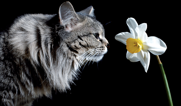 Niesende Katze – harmloser Grund oder ernsthafte Erkrankung?
