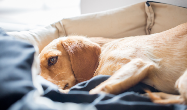 Dein Hund ist erkältet? Ursachen, Symptome und Behandlung.