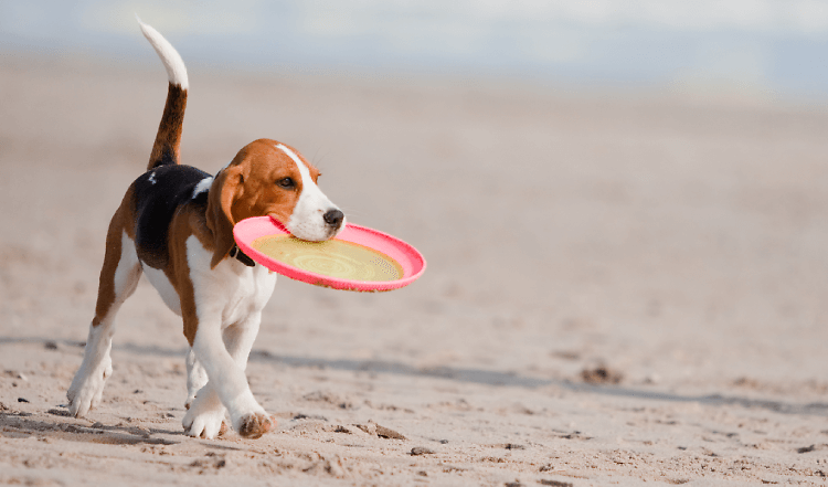 Hundefrisbee in 4 Schritten