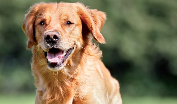 welche farbe hat ein golden retriever