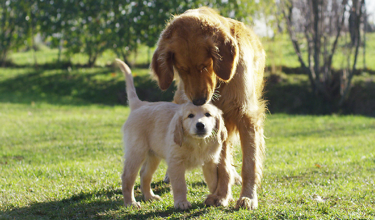 Ist BARFen für jeden Hund geeignet?