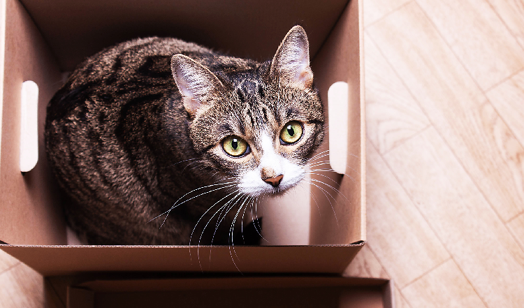 Warum lieben Katzen enge Kisten und Kartons?
