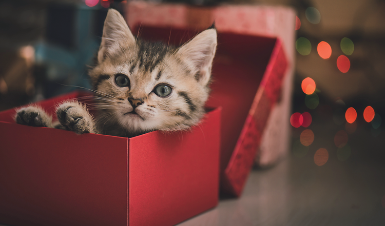 Katzen & Kisten