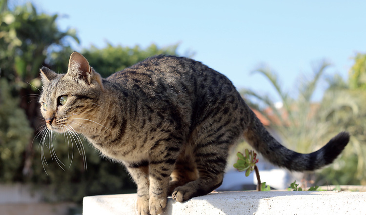 Warum landen Katzen immer auf ihren vier Pfoten?