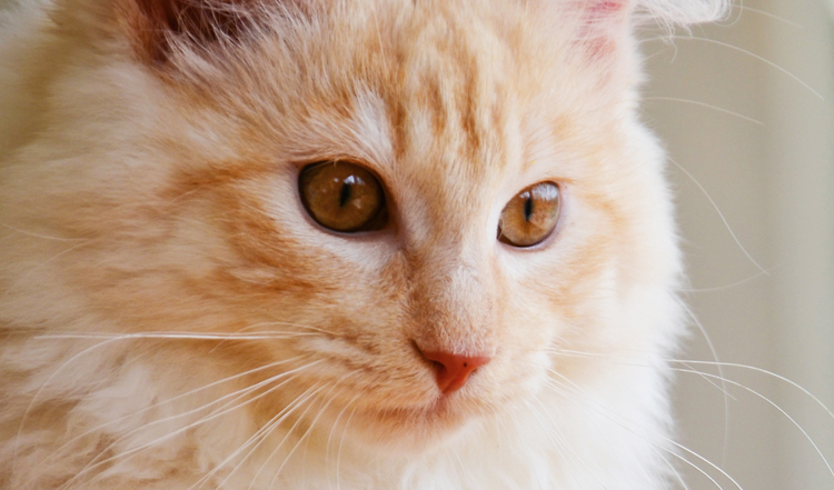 Die Sibirische Katze Im Portrait