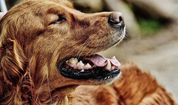Richtige Fellpflege für den Hund